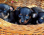 Собаки в Барнауле: очаровашки щенки Русского той терьера Мальчик, Бесплатно - фото 2