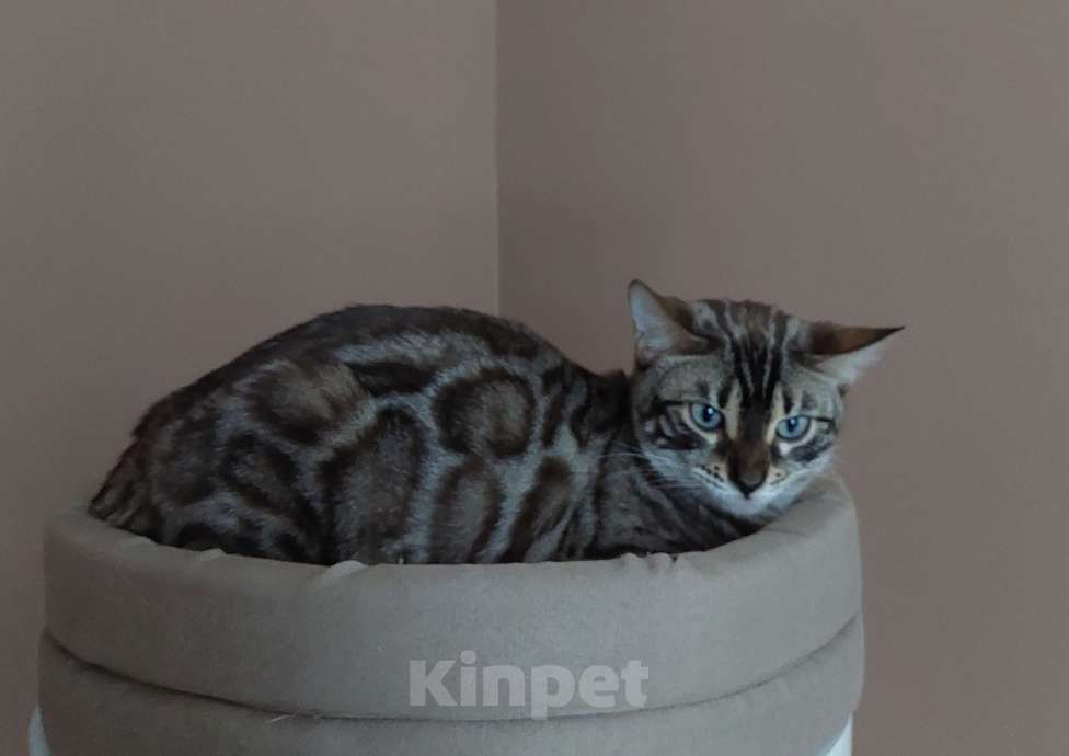 Кошки в Москве: Бенгальская кошка  Девочка, 5 000 руб. - фото 1