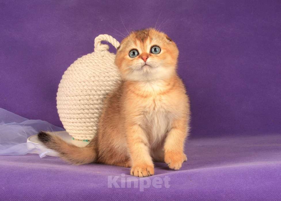 Кошки в Санкт-Петербурге: Золотой мальчик скоттиш фолд Мальчик, 45 000 руб. - фото 5