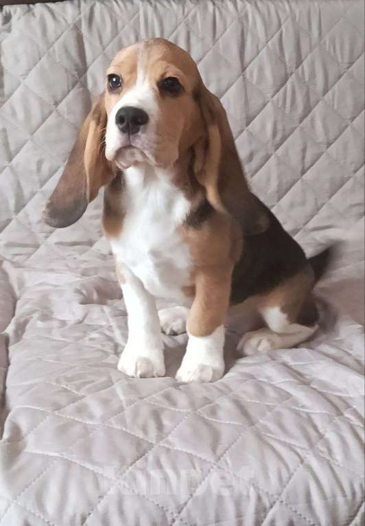 Собаки в Ангарске: Продажа щенков бигля Девочка, 45 000 руб. - фото 3