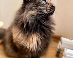 Кошки в Малоархангельске: Ласковая и Стерилизованная кошка, Бесплатно - фото 5