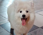 Собаки в Москве: белоснежные щенки японского шпица Девочка, 28 000 руб. - фото 3