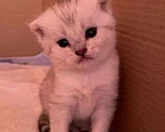 Кошки в Самаре: Продам котенка Мальчик, 6 000 руб. - фото 6