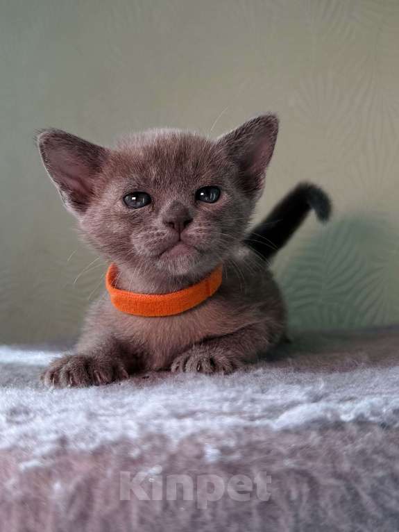 Кошки в Москве: Бурманский котенок Разнополые, 80 000 руб. - фото 7