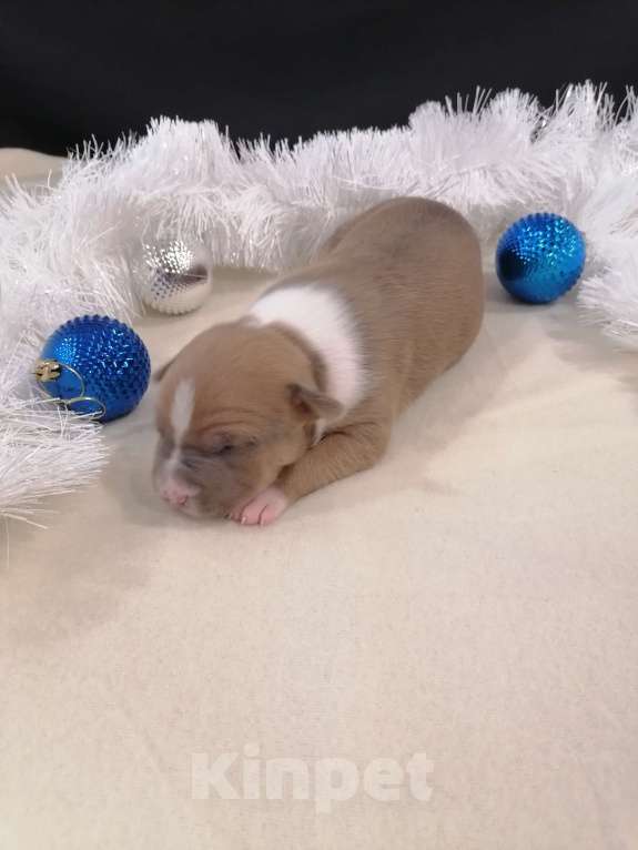 Собаки в Белгороде: Американский стаффордширский терьер щенок  Мальчик, 100 000 руб. - фото 2