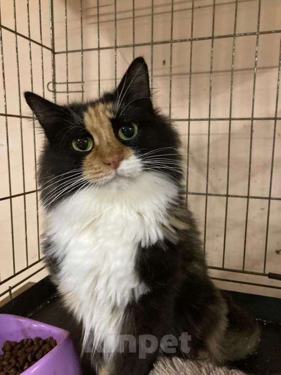 Кошки в Калуге: Отдам в хорошие руки Девочка, Бесплатно - фото 2