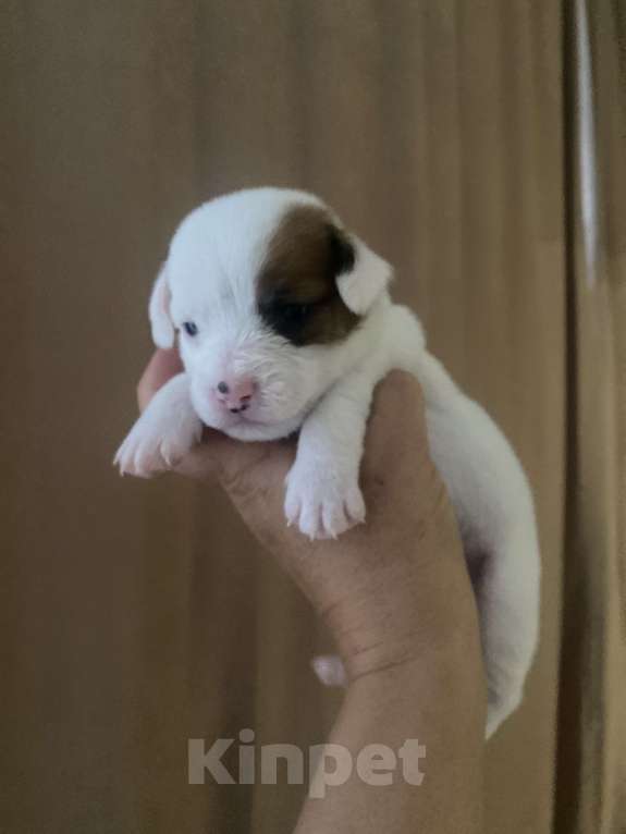 Собаки в Геленджике: Щенки Мальчик, 30 000 руб. - фото 2