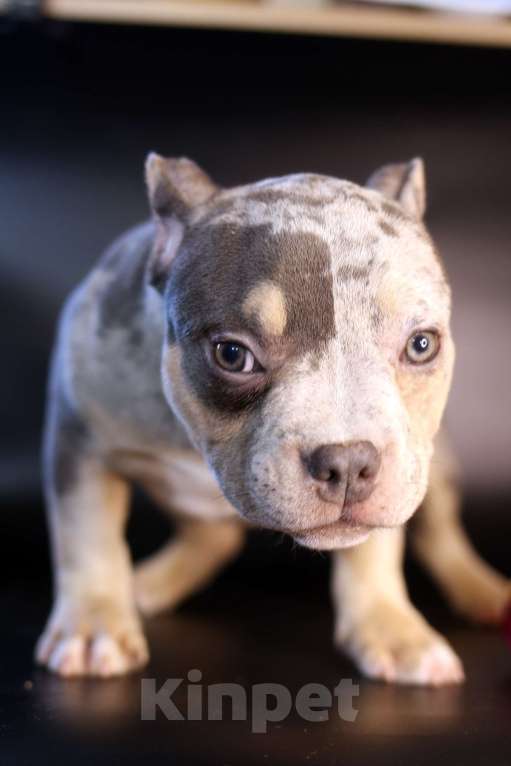 Собаки в Всеволожске: ММ ДАЛМОР ВИНТАЖ Мальчик, Бесплатно - фото 3