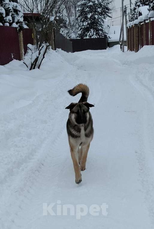 Собаки в других городах Московской области: Роки Мальчик, Бесплатно - фото 2