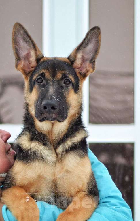 Собаки в Кемерово: Щенок ВЕО от рабочей пары, с хорошей  родословной Девочка, Бесплатно - фото 6