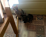 Кошки в Одинцово: Котята в добрые руки Девочка, 1 руб. - фото 8
