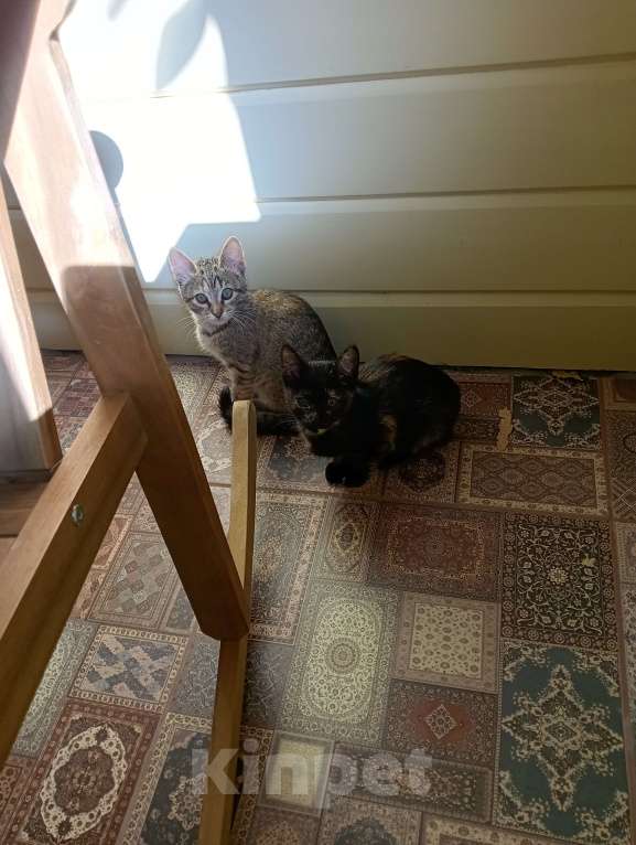 Кошки в Одинцово: Котята в добрые руки Девочка, 1 руб. - фото 8