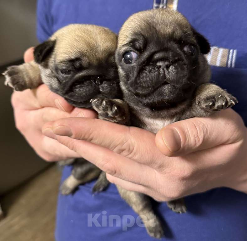 Собаки в Таганроге: Мопс Разнополые, Бесплатно - фото 1