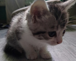 Кошки в Симферополе: Котята в добрые руки Разнополые, Бесплатно - фото 7