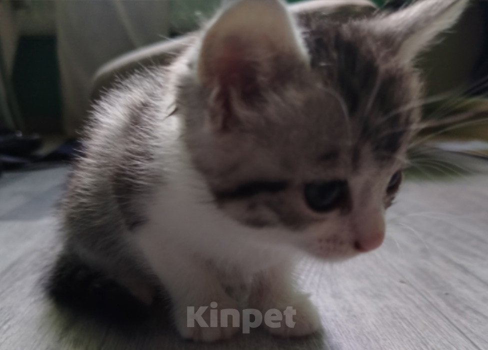 Кошки в Симферополе: Котята в добрые руки Разнополые, Бесплатно - фото 7