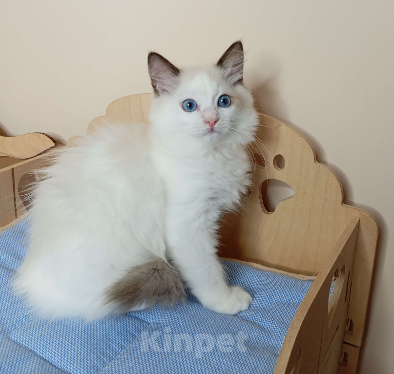 Кошки в Москве: Maximilian SergioMagicHouse Мальчик, 30 000 руб. - фото 5