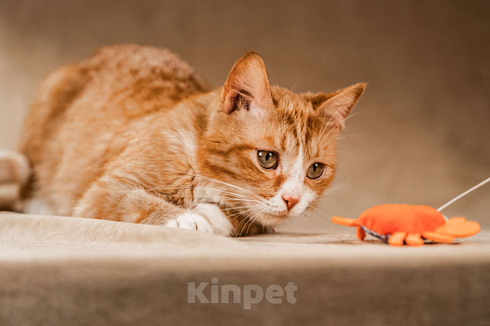 Кошки в Клине: Базилио — ласковый и скромный котик Мальчик, Бесплатно - фото 2