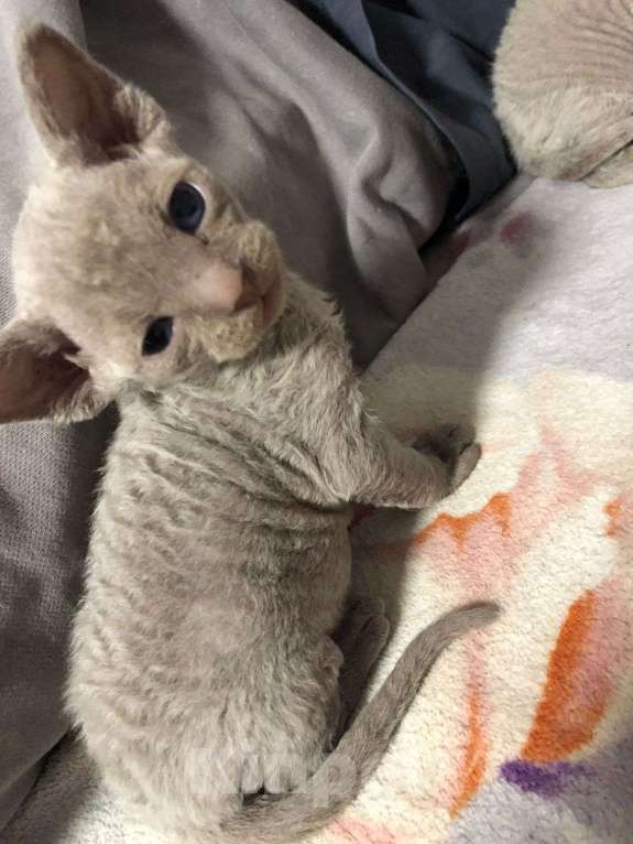 Кошки в Москве: Девон рекс  Мальчик, 60 000 руб. - фото 8