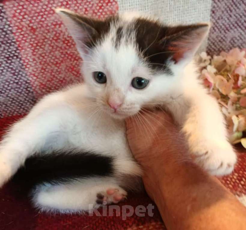 Кошки в Москве: Том Мальчик, Бесплатно - фото 3