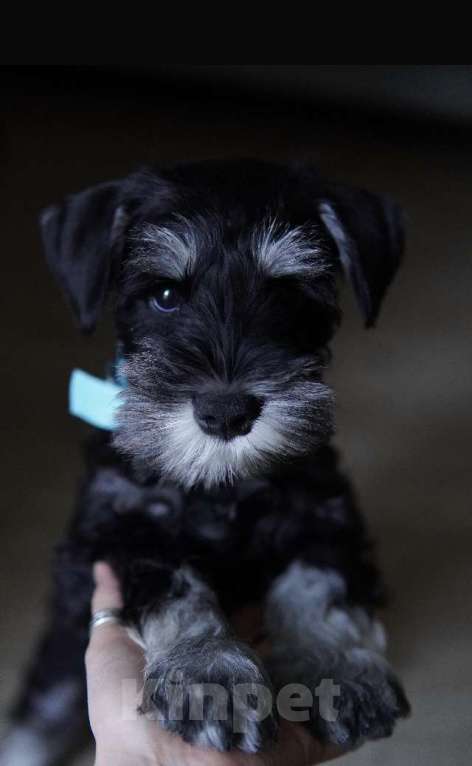 Собаки в Якутске: Малышки  Девочка, 45 000 руб. - фото 4