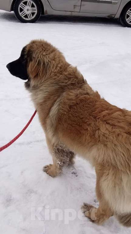 Собаки в других городах Московской области: Подрощенный щенок леонбергера Девочка, 40 000 руб. - фото 3