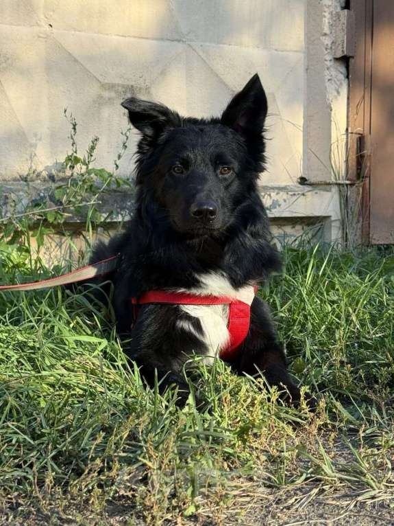 Собаки в Москве: Познакомьтеcь c Mариком Мальчик, Бесплатно - фото 4