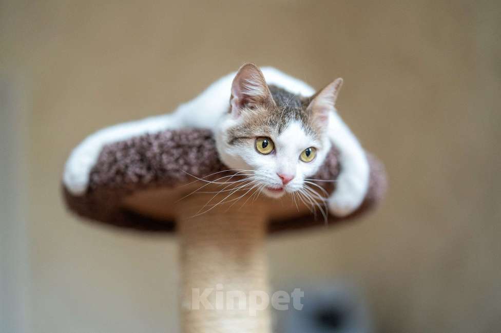 Кошки в Москве: Амур в поиках дома Мальчик, Бесплатно - фото 8