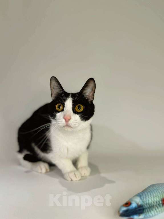 Кошки в Балашихе: Пиксель Мальчик, Бесплатно - фото 3