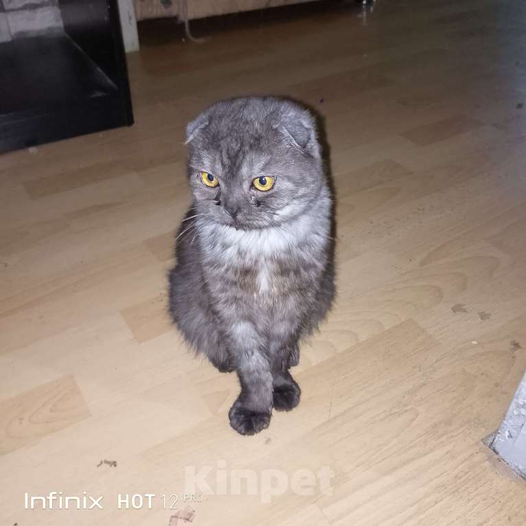 Кошки в Батайске: Найден котик Мальчик, Бесплатно - фото 1