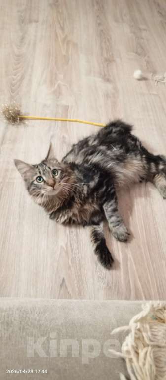Кошки в Волгограде: Продается молодой котик Мальчик, 25 000 руб. - фото 2