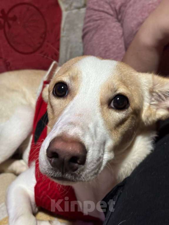 Собаки в Саратове: Отдам в добрые руки Девочка, Бесплатно - фото 1