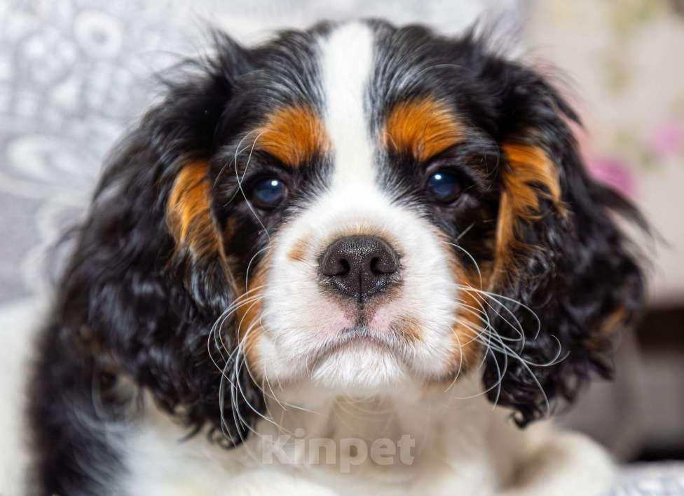 Собаки в Омске: Щенок кавалер кинг чарльз  Мальчик, 65 000 руб. - фото 2