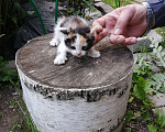 Кошки в Химках: Котята крысоловы Разнополые, Бесплатно - фото 6