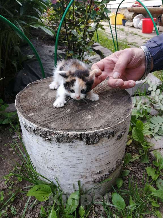 Кошки в Химках: Котята крысоловы Разнополые, Бесплатно - фото 6