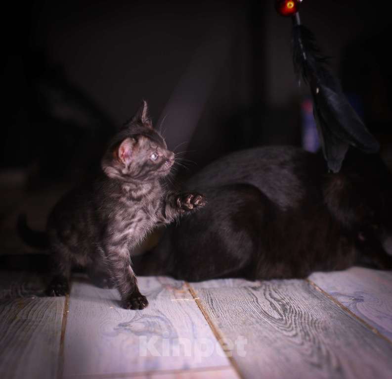Кошки в Москве: Бенгальские котята Девочка, 55 000 руб. - фото 10