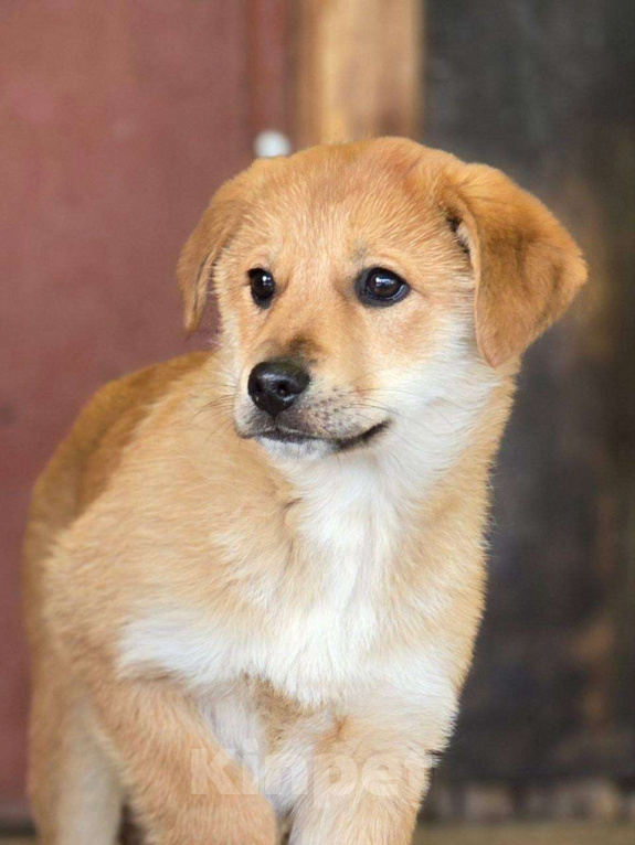 Собаки в Москве: Щенок Лада ищет дом Девочка, Бесплатно - фото 2