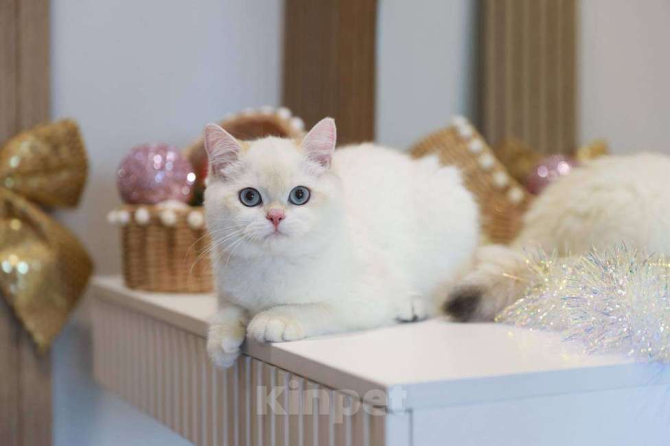 Кошки в Москве: Британская девочка Лолла Девочка, 100 000 руб. - фото 7