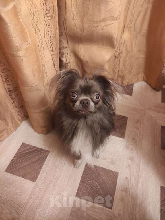 Собаки в Калуге: Мальчик Чихуахуа на вязку Мальчик, Бесплатно - фото 2