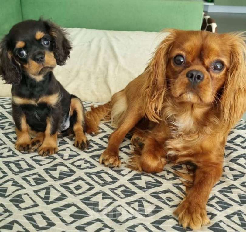 Собаки в других городах Калининградской области: Кавалер Кинг Чарльз Спаниель  Девочка, Бесплатно - фото 3