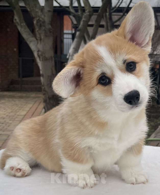 Собаки в Краснодаре: Щенки корги Девочка, 75 000 руб. - фото 3