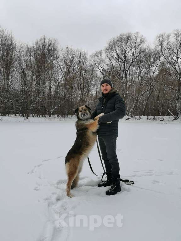 Собаки в Москве: Баста Девочка, Бесплатно - фото 10