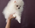 Собаки в Северске: Продается померанский шпиц Девочка, 35 000 руб. - фото 3