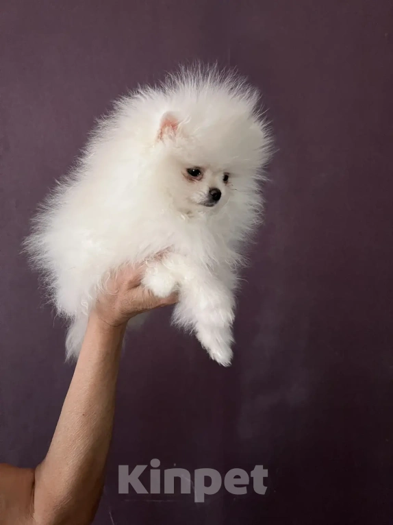 Собаки в Северске: Продается померанский шпиц Девочка, 35 000 руб. - фото 3