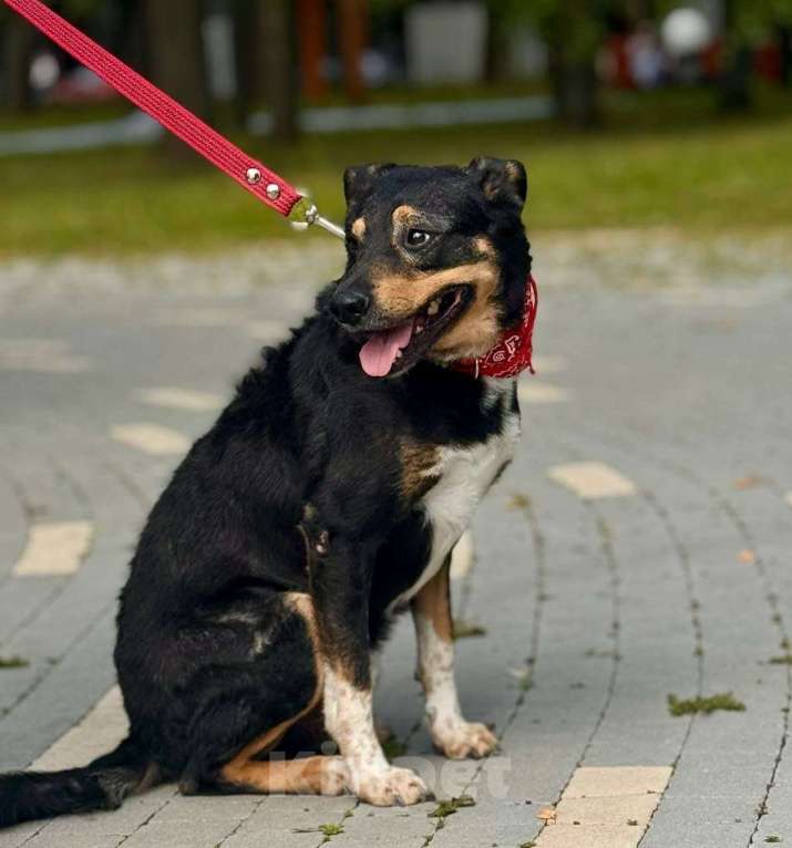 Собаки в Москве: Трёхцветное счастье ищет дом! Мальчик, Бесплатно - фото 3