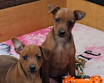 Собаки в Краснодаре: Чудо Цвергпинчеры, 20 000 руб. - фото 4