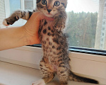 Кошки в Лобне: Котёнок Серёга 1,5 мес Мальчик, Бесплатно - фото 3