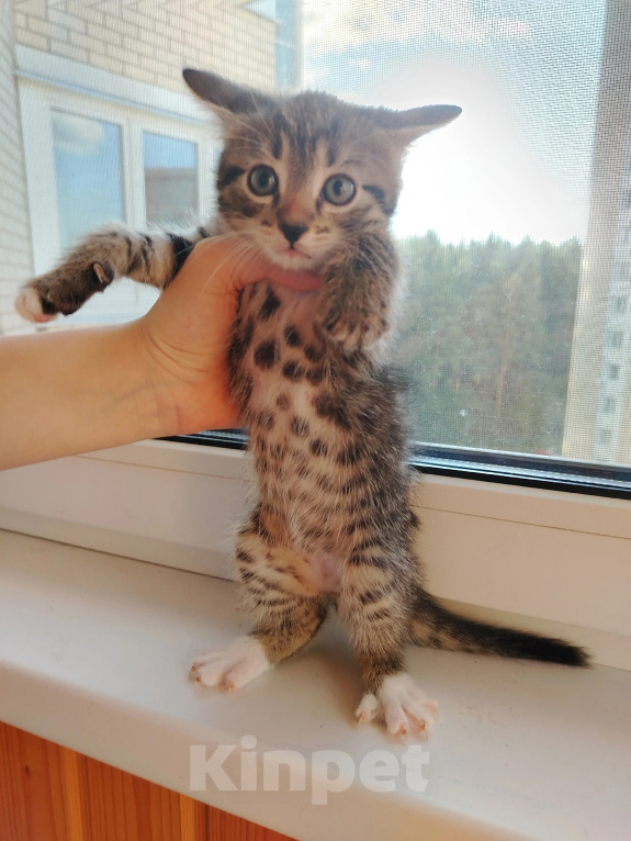 Кошки в Лобне: Котёнок Серёга 1,5 мес Мальчик, Бесплатно - фото 3