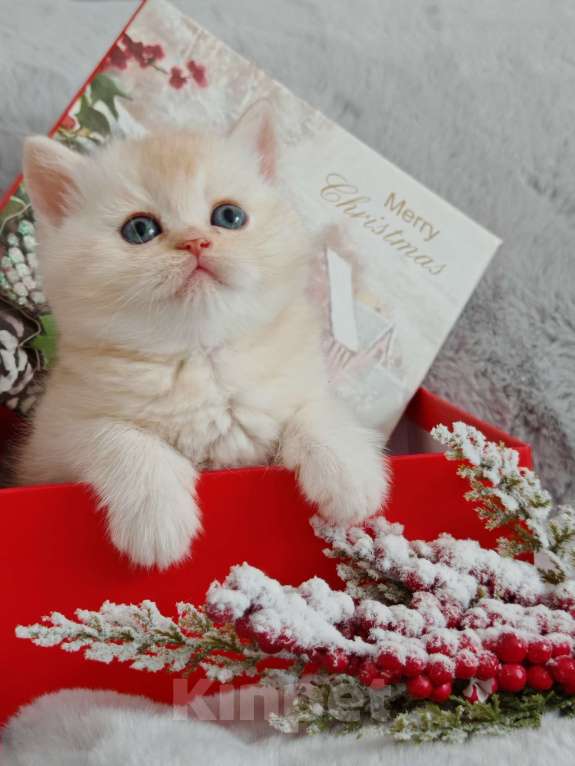 Кошки в Москве: Породистые шотландские котята помёт N Девочка, 65 000 руб. - фото 1