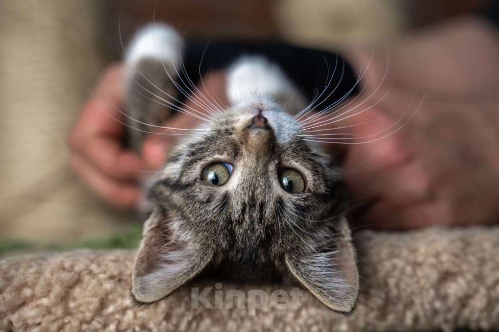 Кошки в Санкт-Петербурге: Комочек счастья ищет маму и папу Девочка, Бесплатно - фото 5