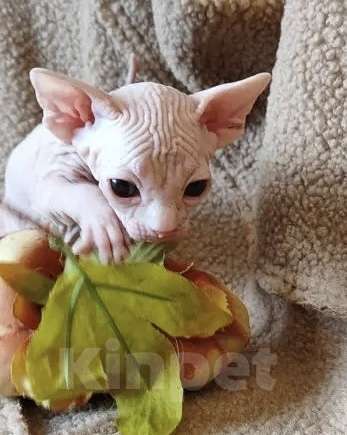 Кошки в Москве: Котёнок канадского сфинкса Мальчик, 35 000 руб. - фото 2